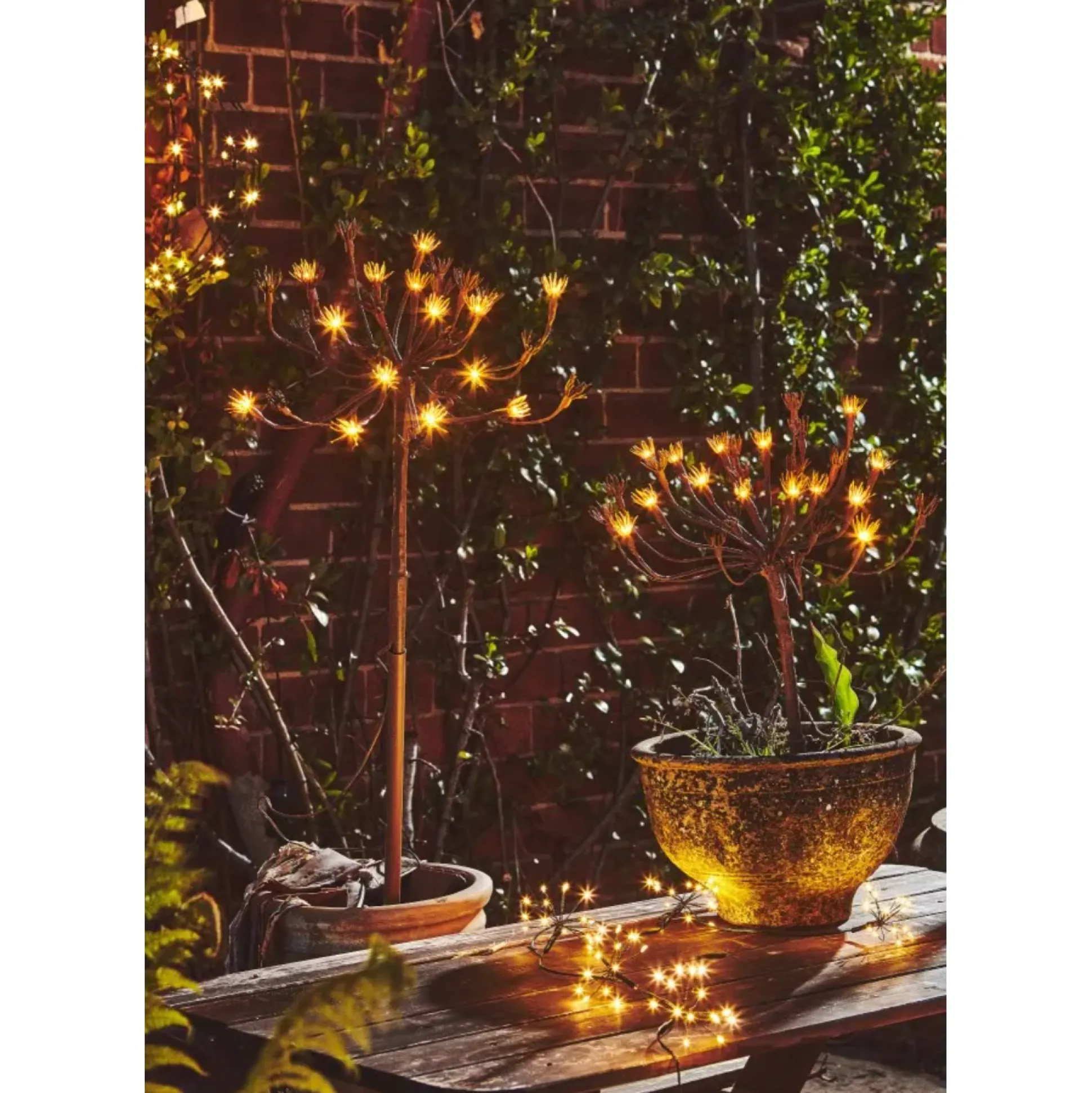 Solar Wild Fennel, Set of 3